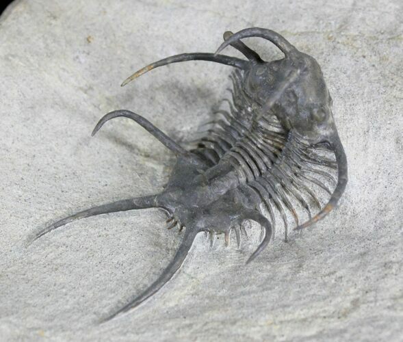 Top Quality Ceratarges Trilobite - #25168